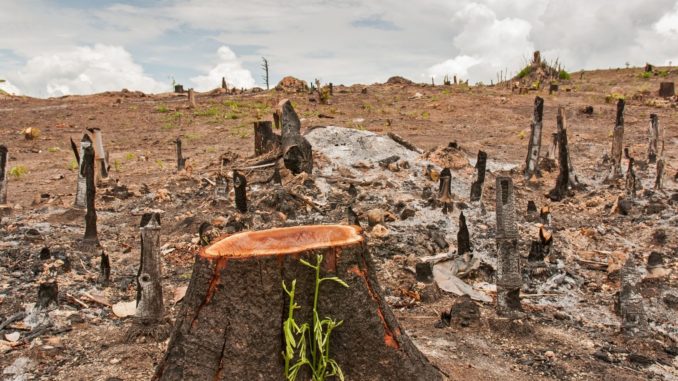 NABU: Energetische Nutzung von Holz darf nicht weiter gefördert werden